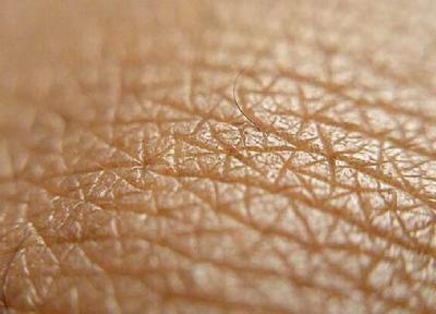 ابداع یک پوست آزمایشگاهی با قابلیت رویش مو